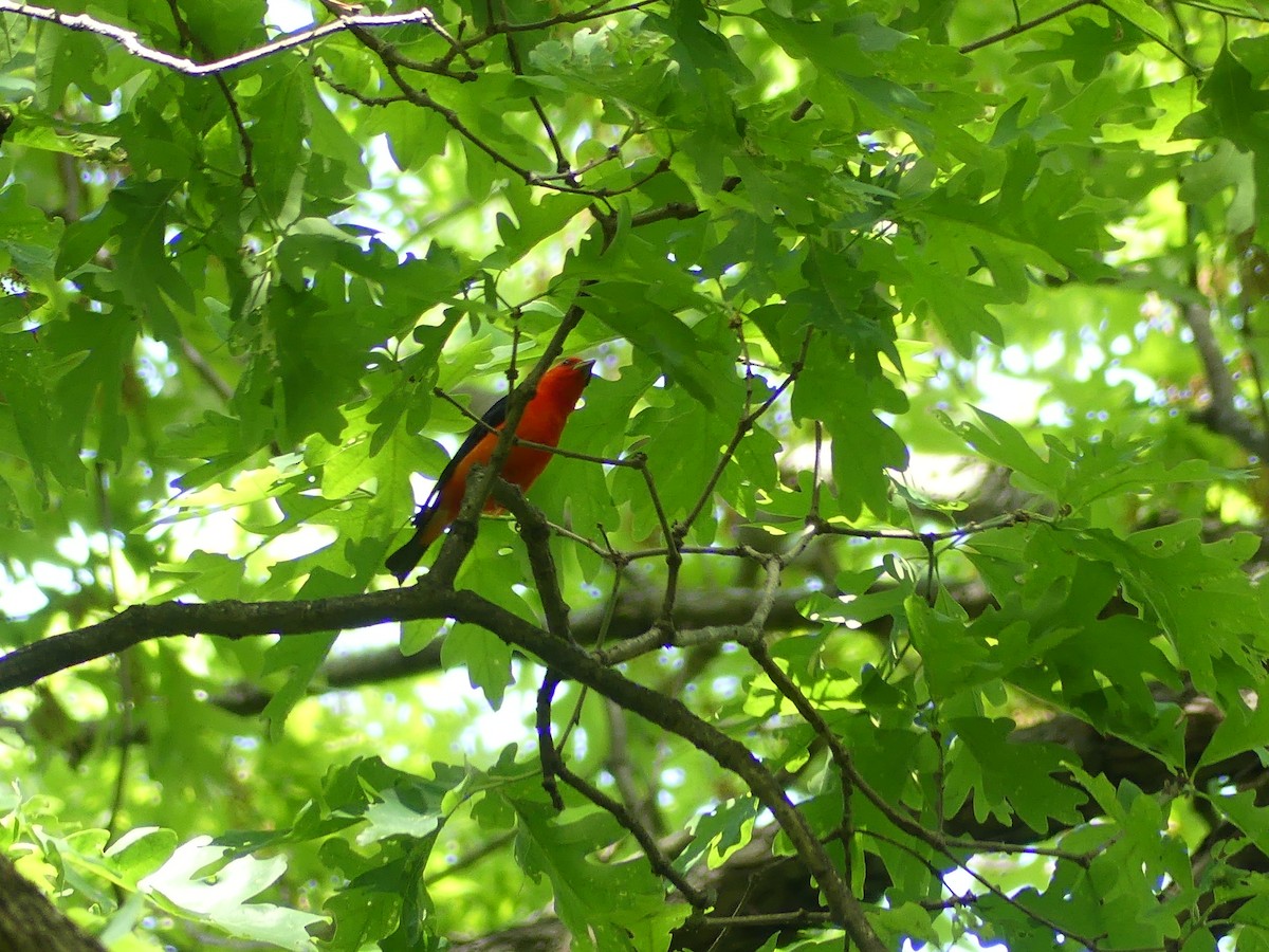 Scarlet Tanager - ML636568256