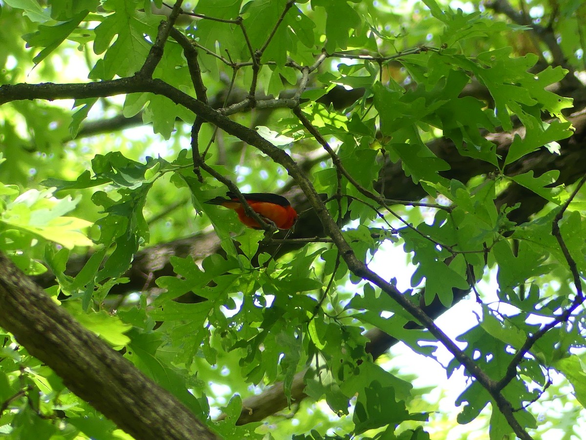 Scarlet Tanager - ML636568257