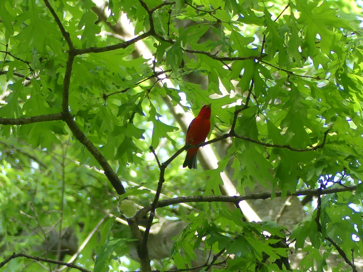 Scarlet Tanager - ML636568258
