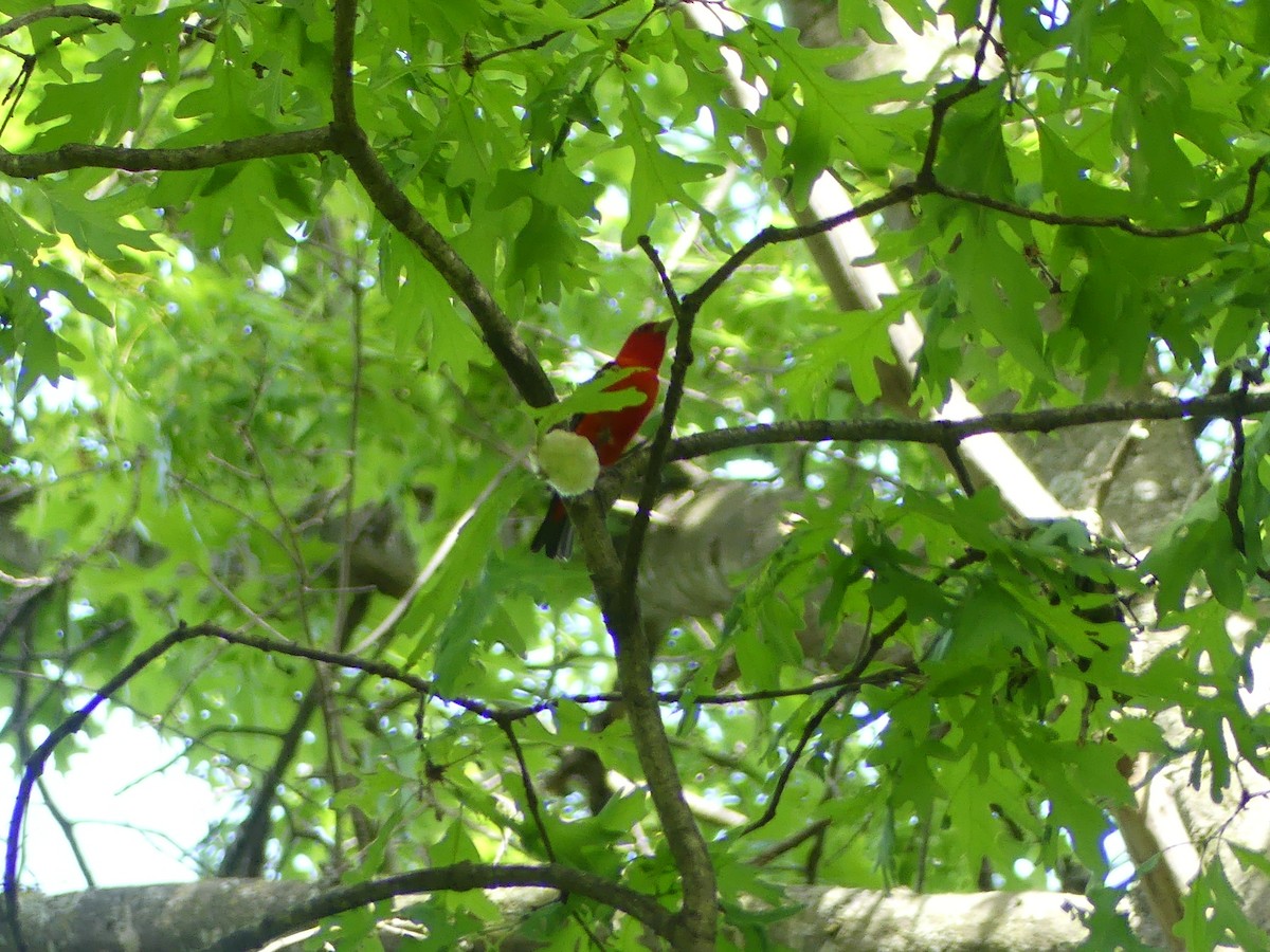 Scarlet Tanager - ML636568259