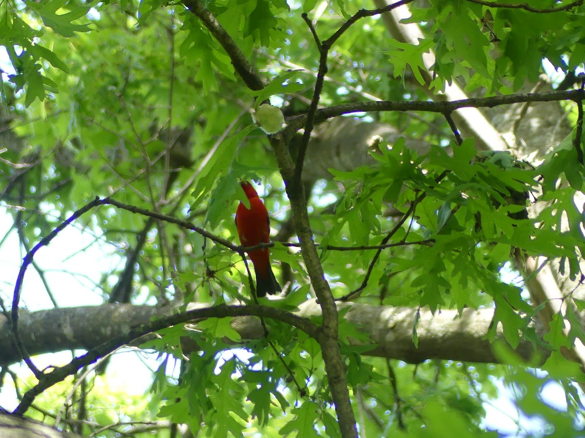 Scarlet Tanager - ML636568261