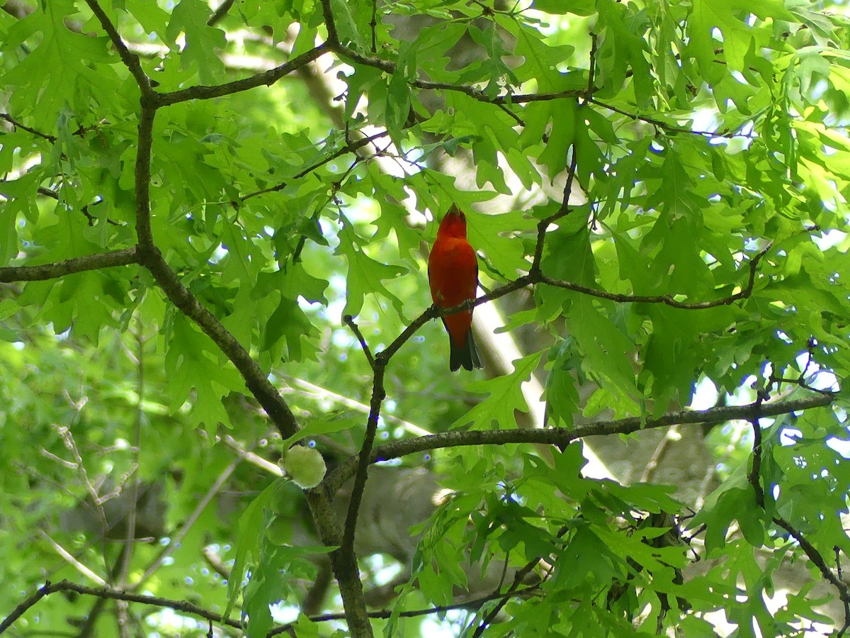 Scarlet Tanager - ML636568262
