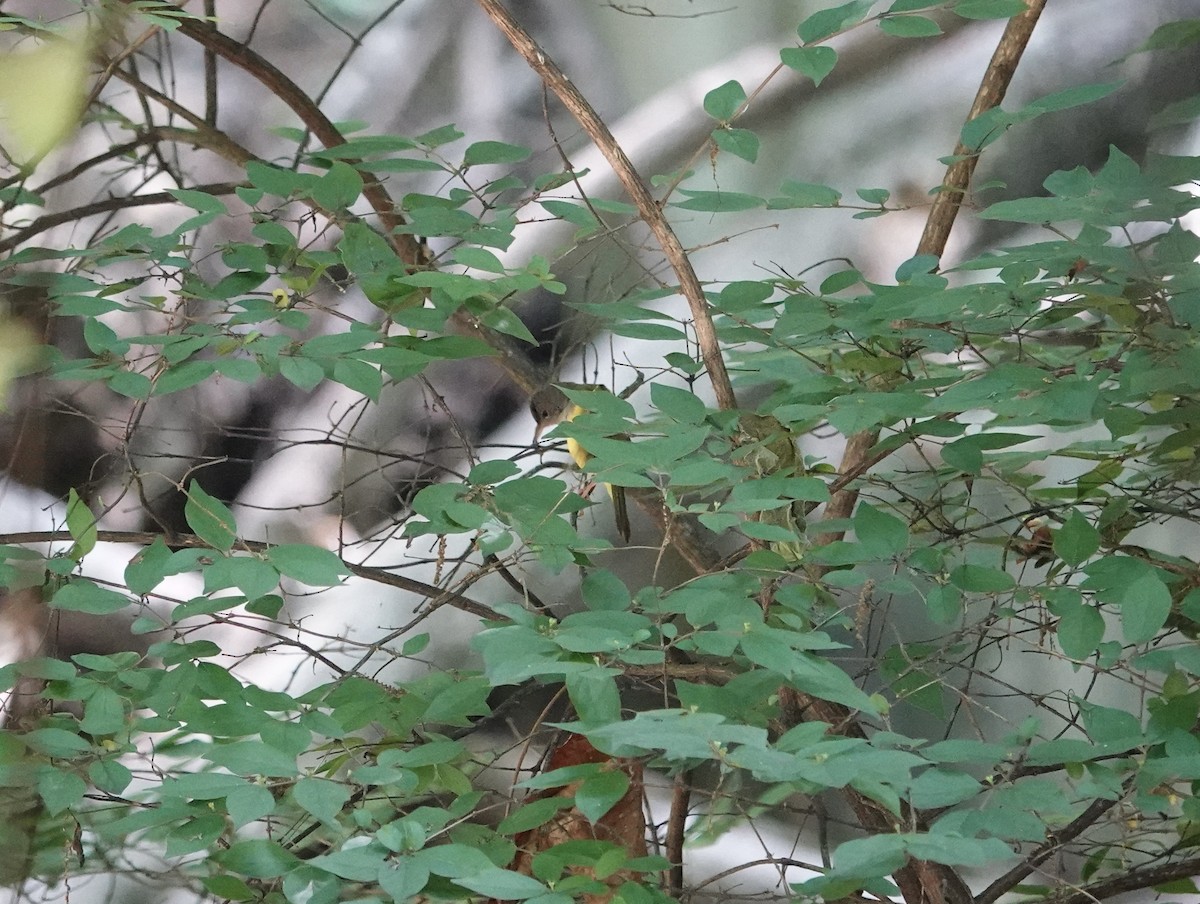 Mourning Warbler - ML636568268