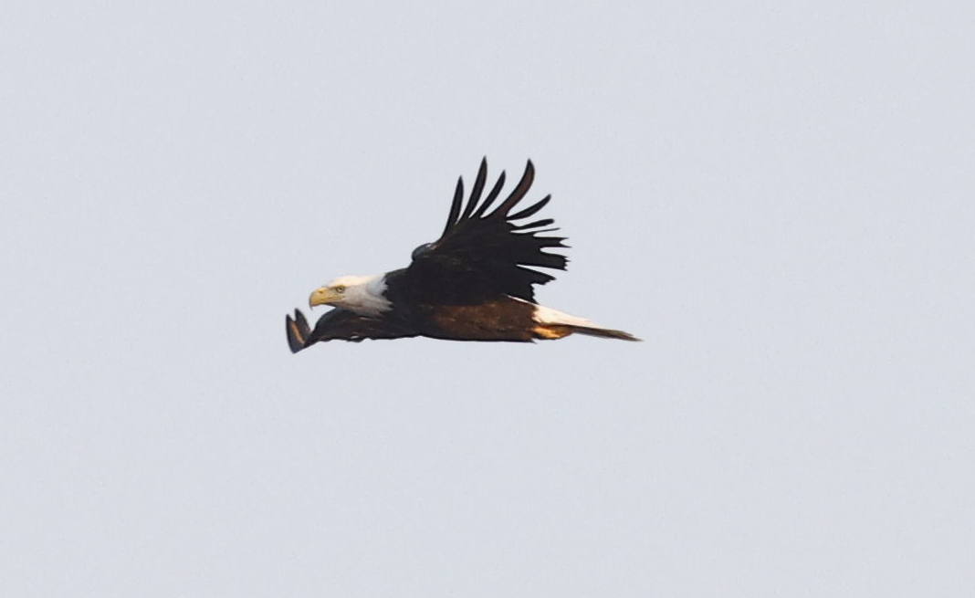 Bald Eagle - ML636568321
