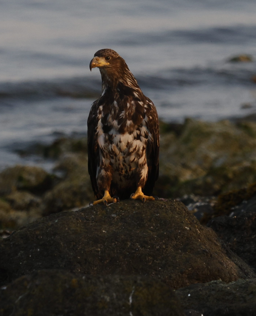 Bald Eagle - ML636568322