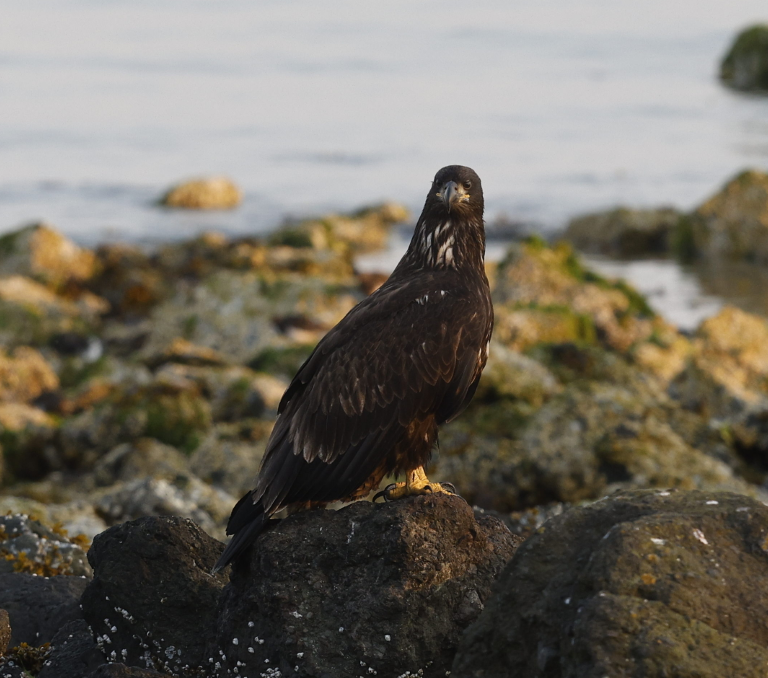 Bald Eagle - ML636568323