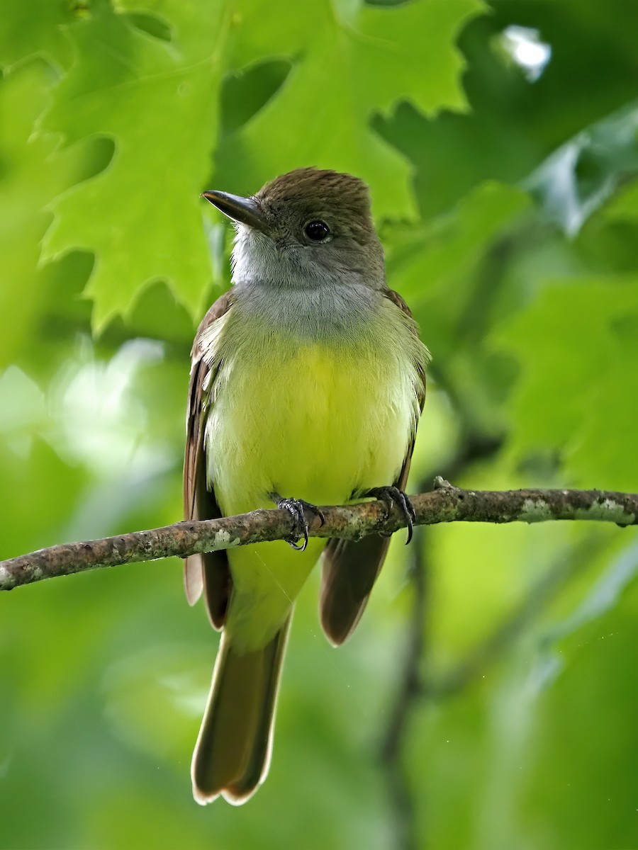 Great Crested Flycatcher - ML636568325