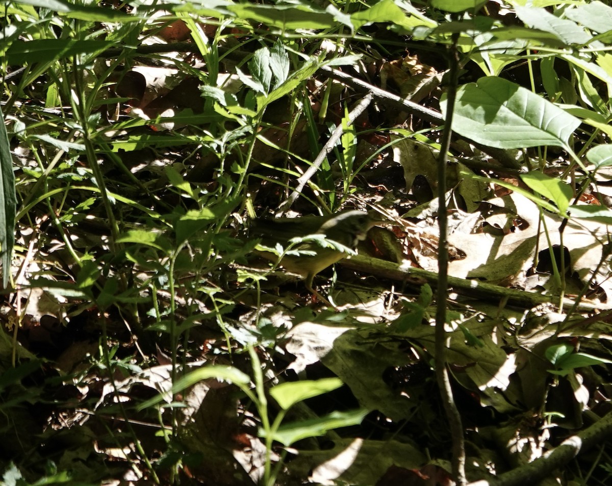 Mourning Warbler - ML636568347