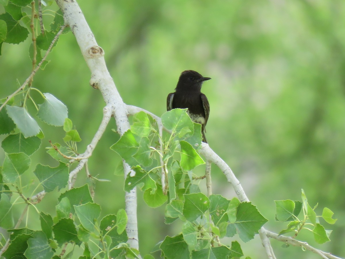 Black Phoebe - ML636568351