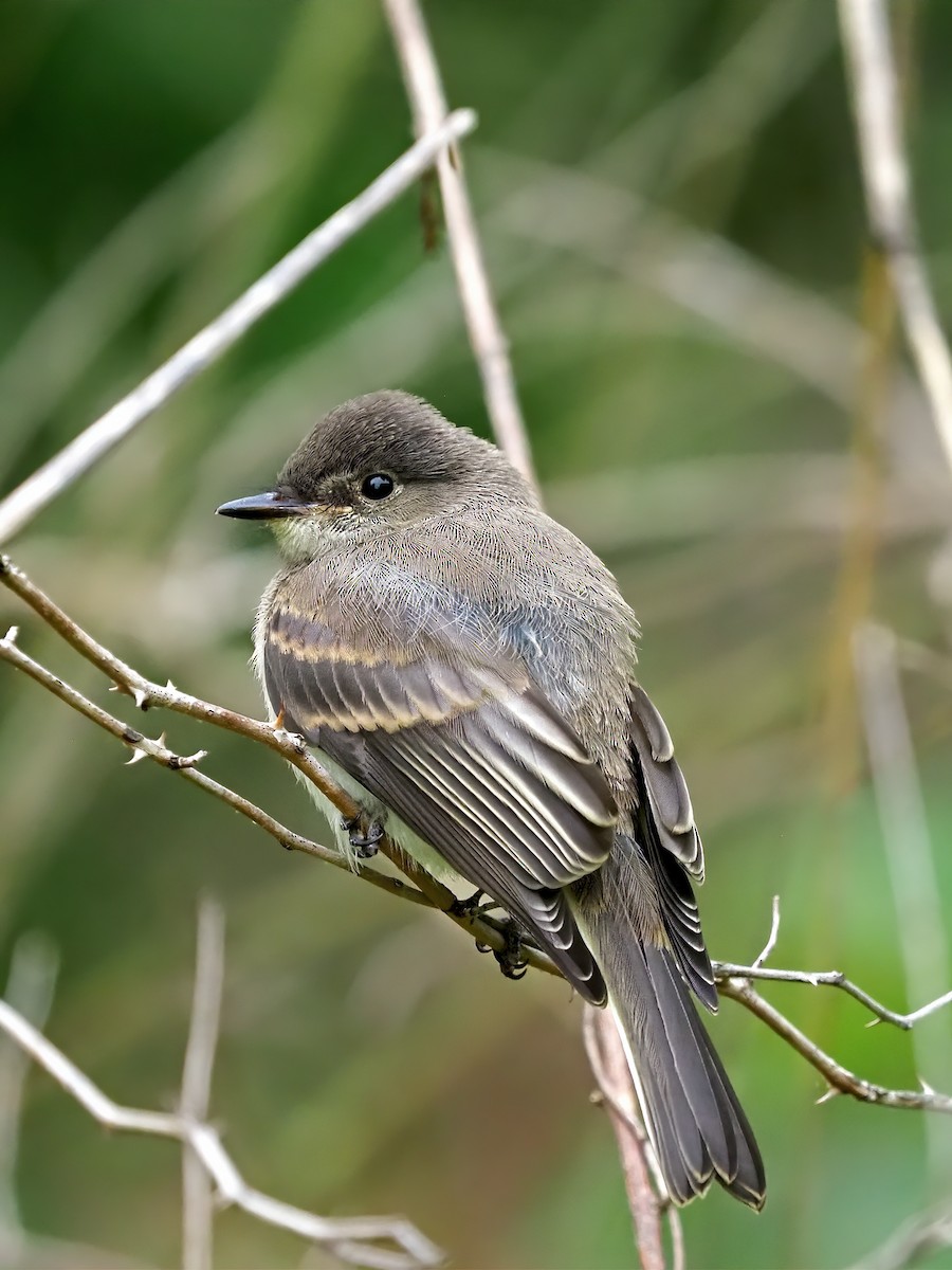 Eastern Phoebe - ML636568353