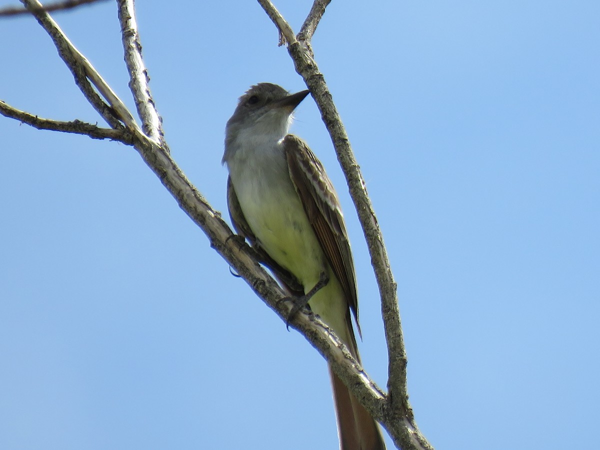 Ash-throated Flycatcher - ML636568355