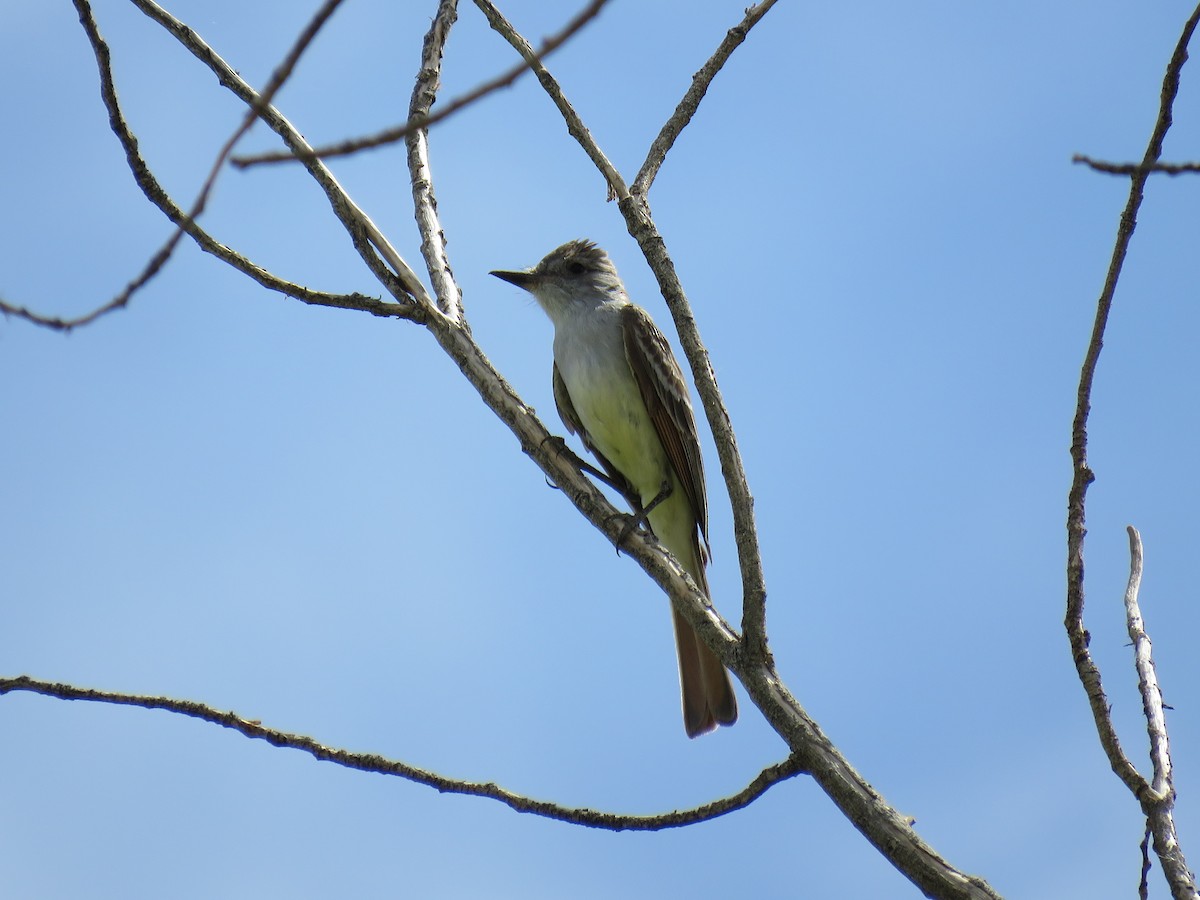 Ash-throated Flycatcher - ML636568356