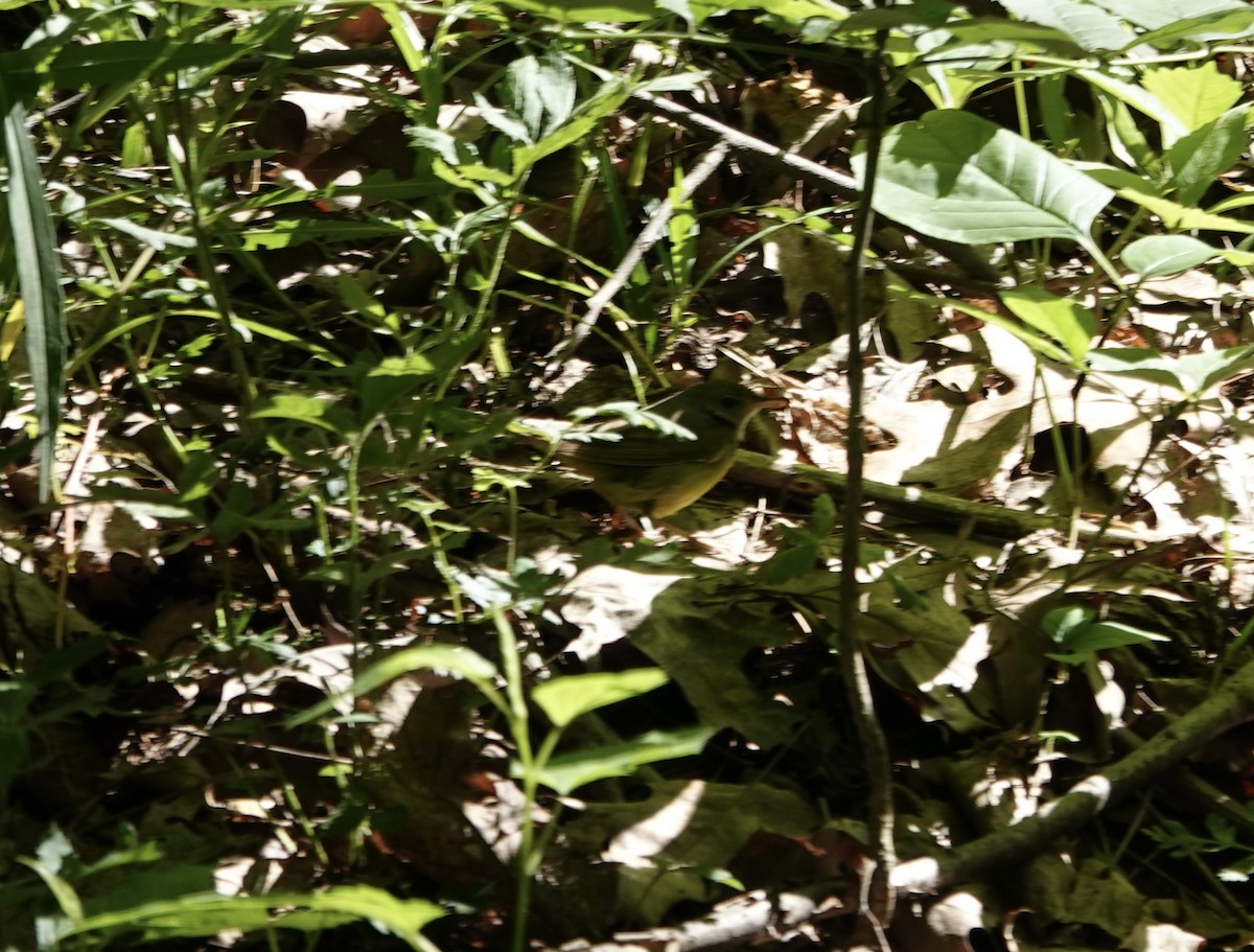 Mourning Warbler - ML636568381
