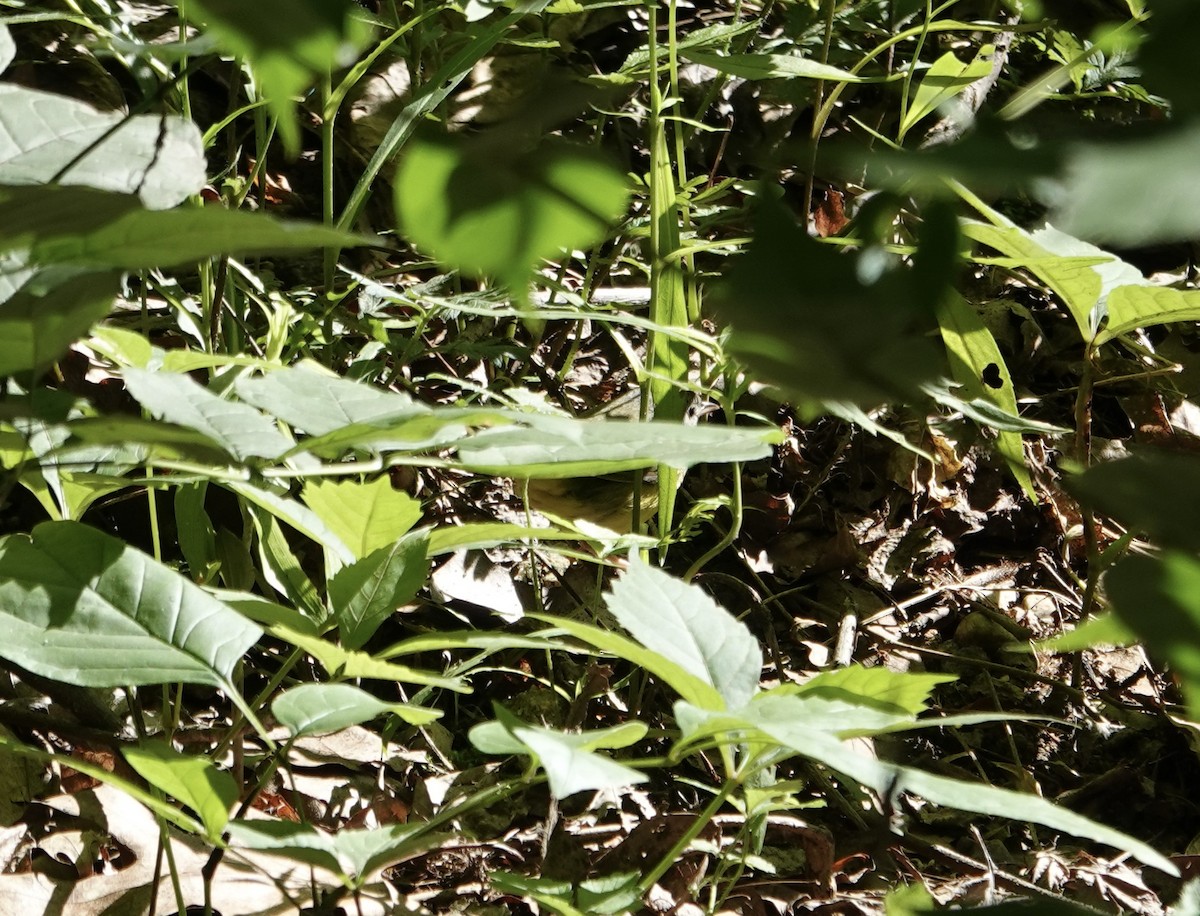 Mourning Warbler - ML636568396