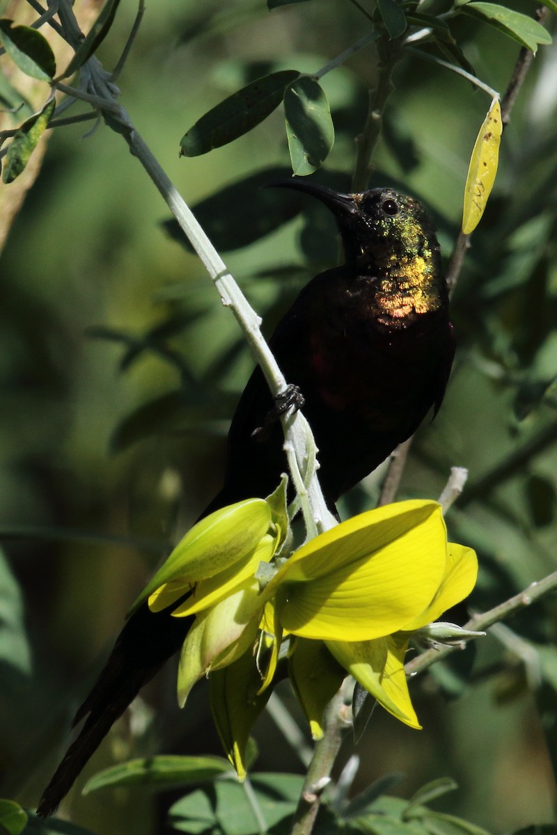 Bronze Sunbird - ML636568454