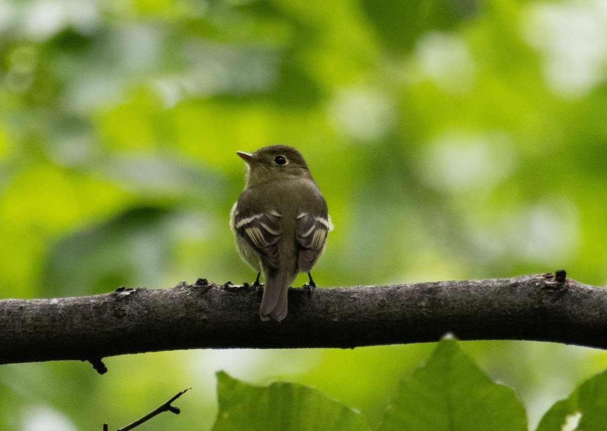 Least Flycatcher - ML636568464