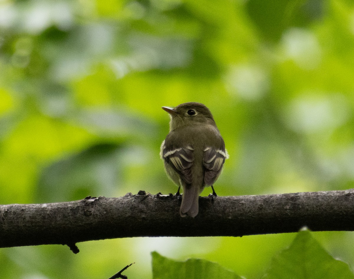 Least Flycatcher - ML636568465
