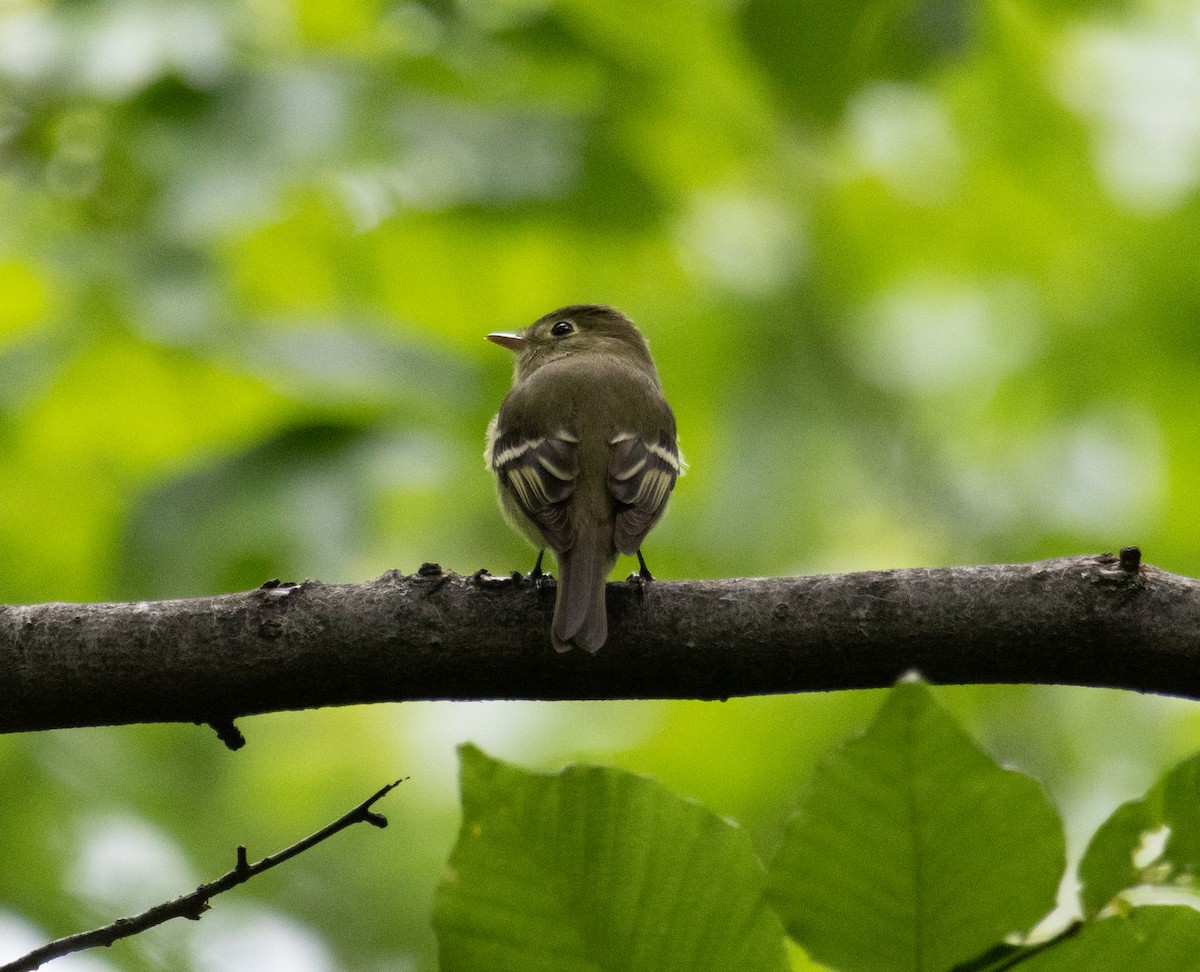 Least Flycatcher - ML636568466