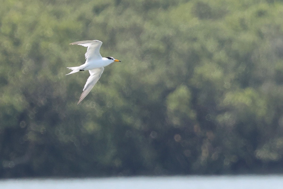 黑嘴端鳳頭燕鷗 - ML636568518