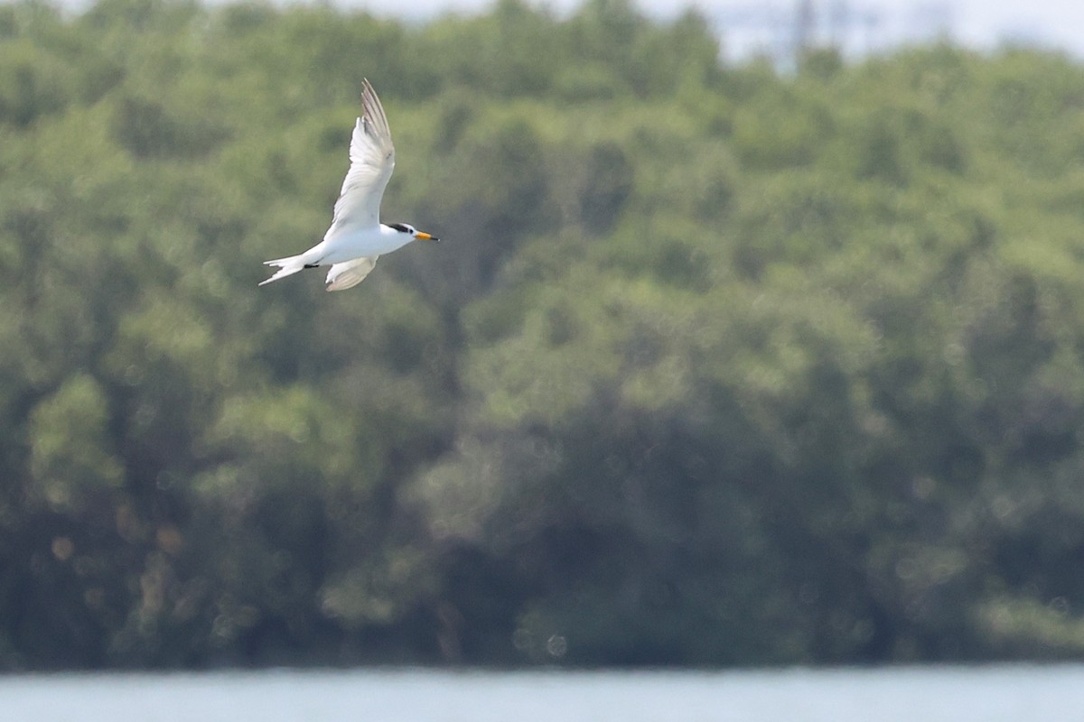 黑嘴端鳳頭燕鷗 - ML636568519