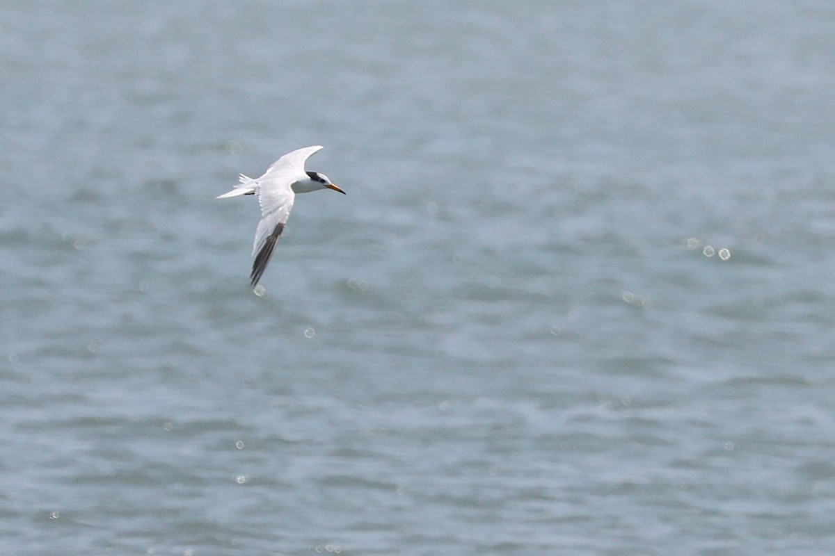 黑嘴端鳳頭燕鷗 - ML636568520