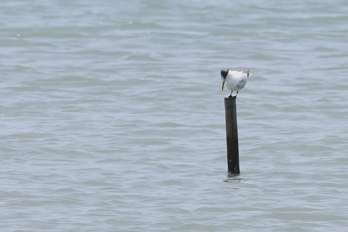 黑嘴端鳳頭燕鷗 - ML636568521