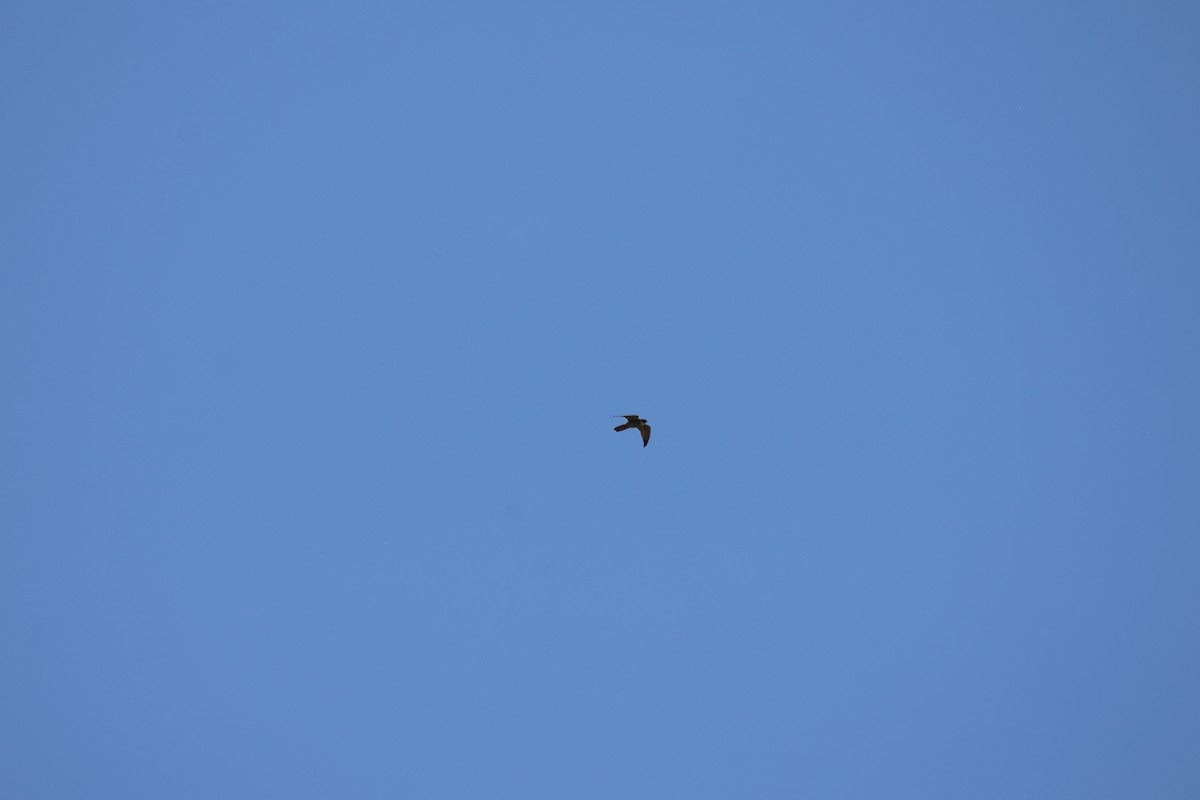 Eurasian Hobby - ML636568522