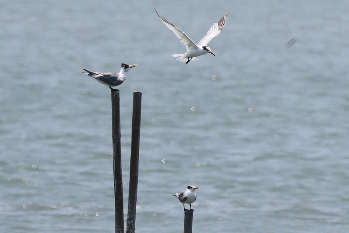 黑嘴端鳳頭燕鷗 - ML636568538