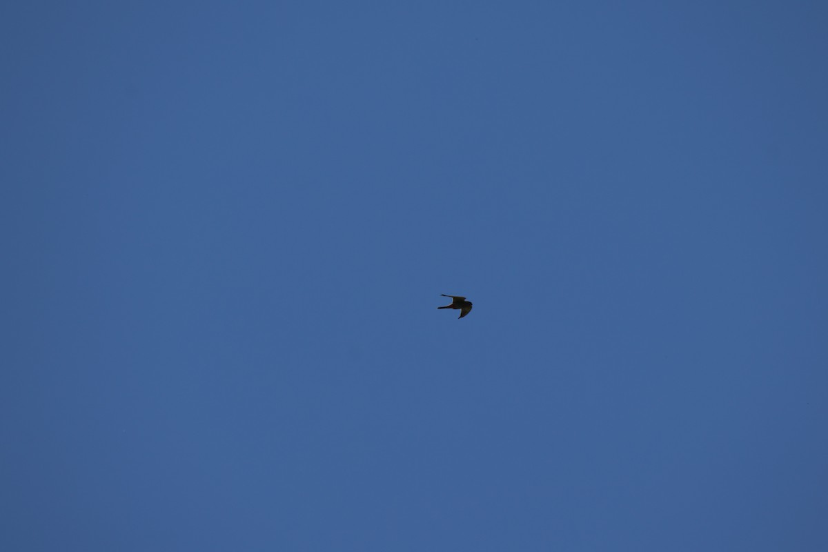 Red-footed Falcon - ML636568558