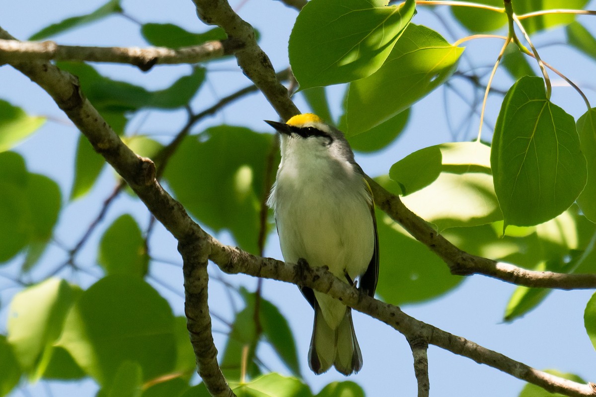 Brewster's Warbler (hybrid) - Rob  Henderson