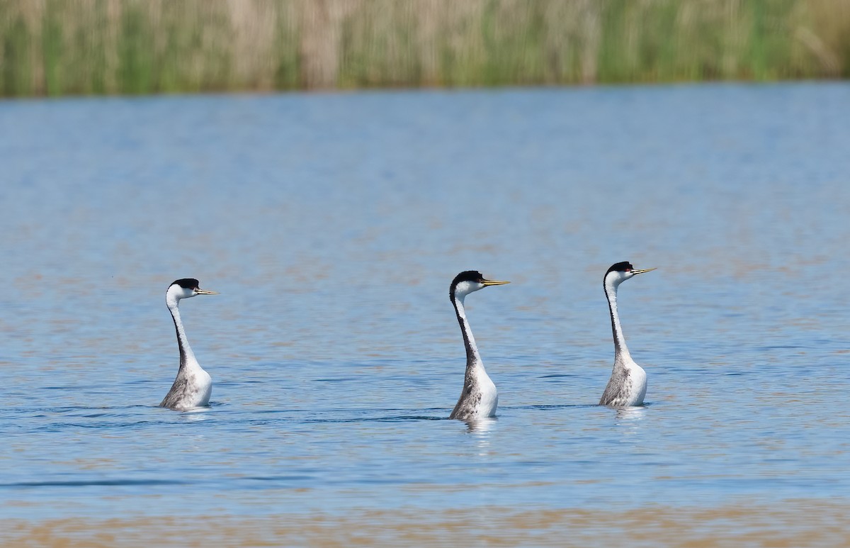 Western Grebe - ML636568689