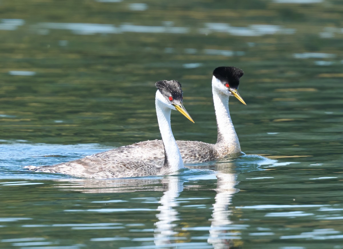 Western Grebe - ML636568690