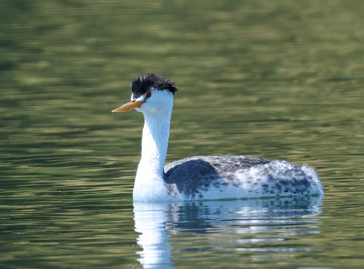 Clark's Grebe - ML636568712