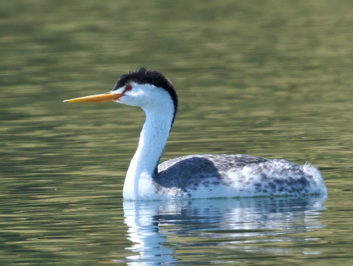 Clark's Grebe - ML636568713