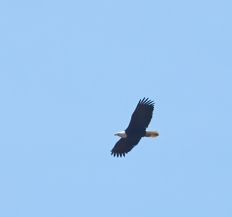 Bald Eagle - ML636568717