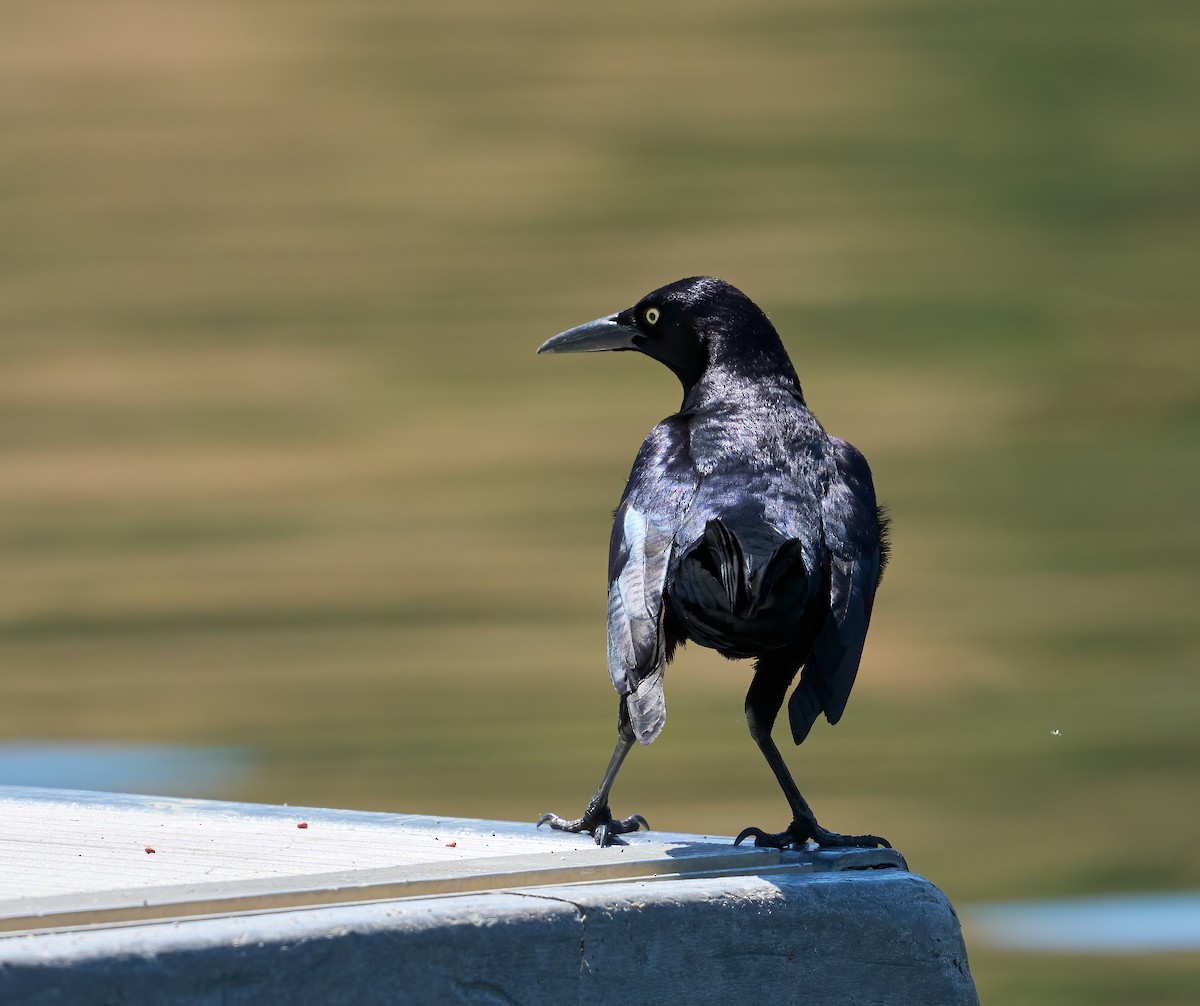 Great-tailed Grackle - ML636568737