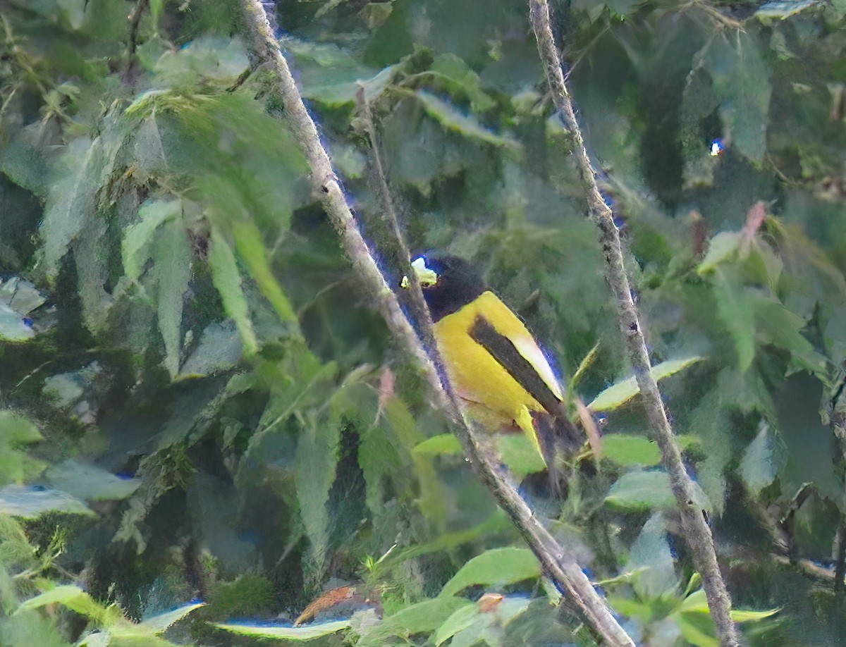 Hooded Grosbeak - ML636568748