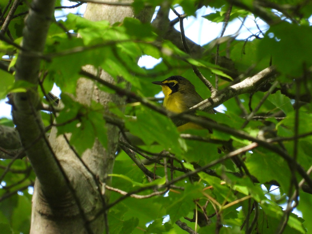 Kentucky Warbler - ML636568763