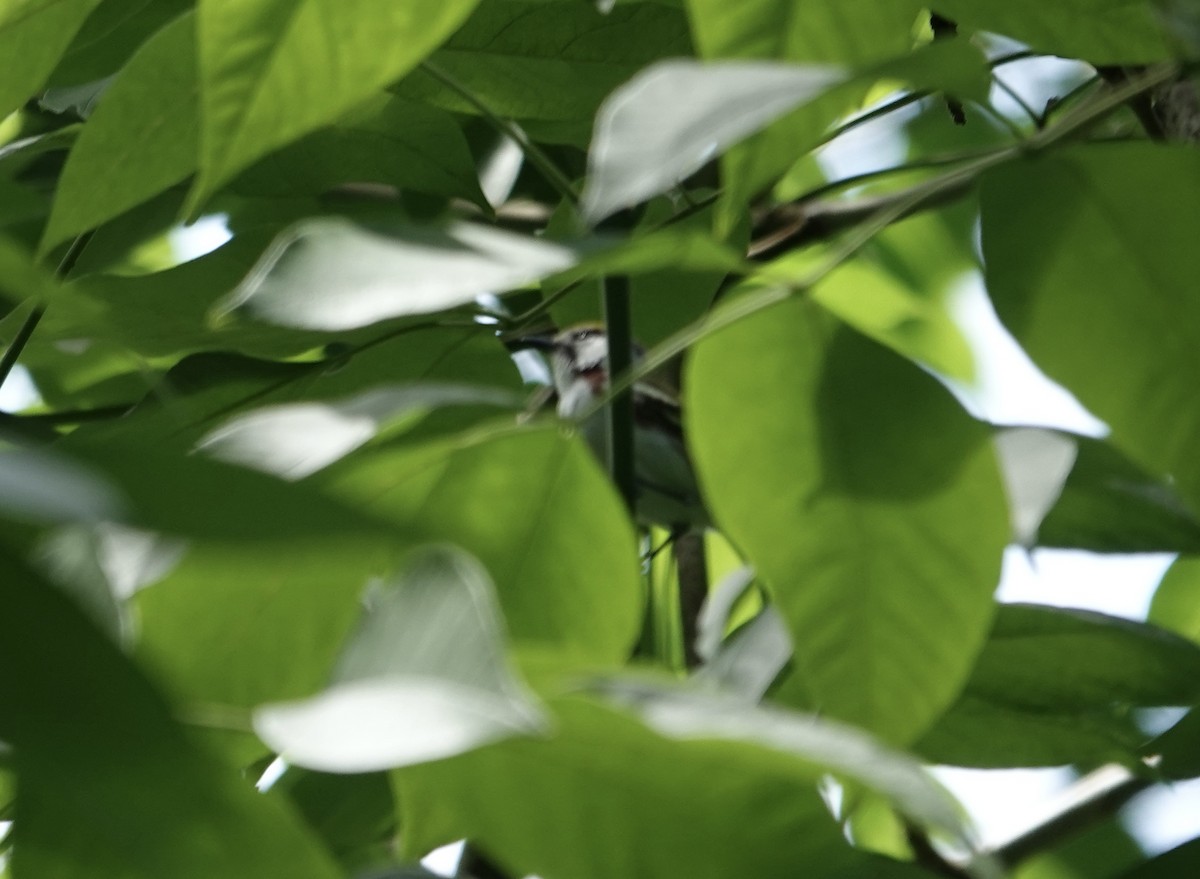 Chestnut-sided Warbler - ML636568770