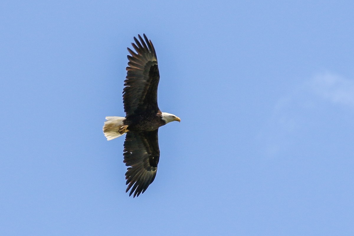 Bald Eagle - ML636568921