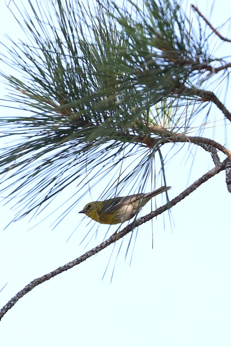 Pine Warbler - ML636569009