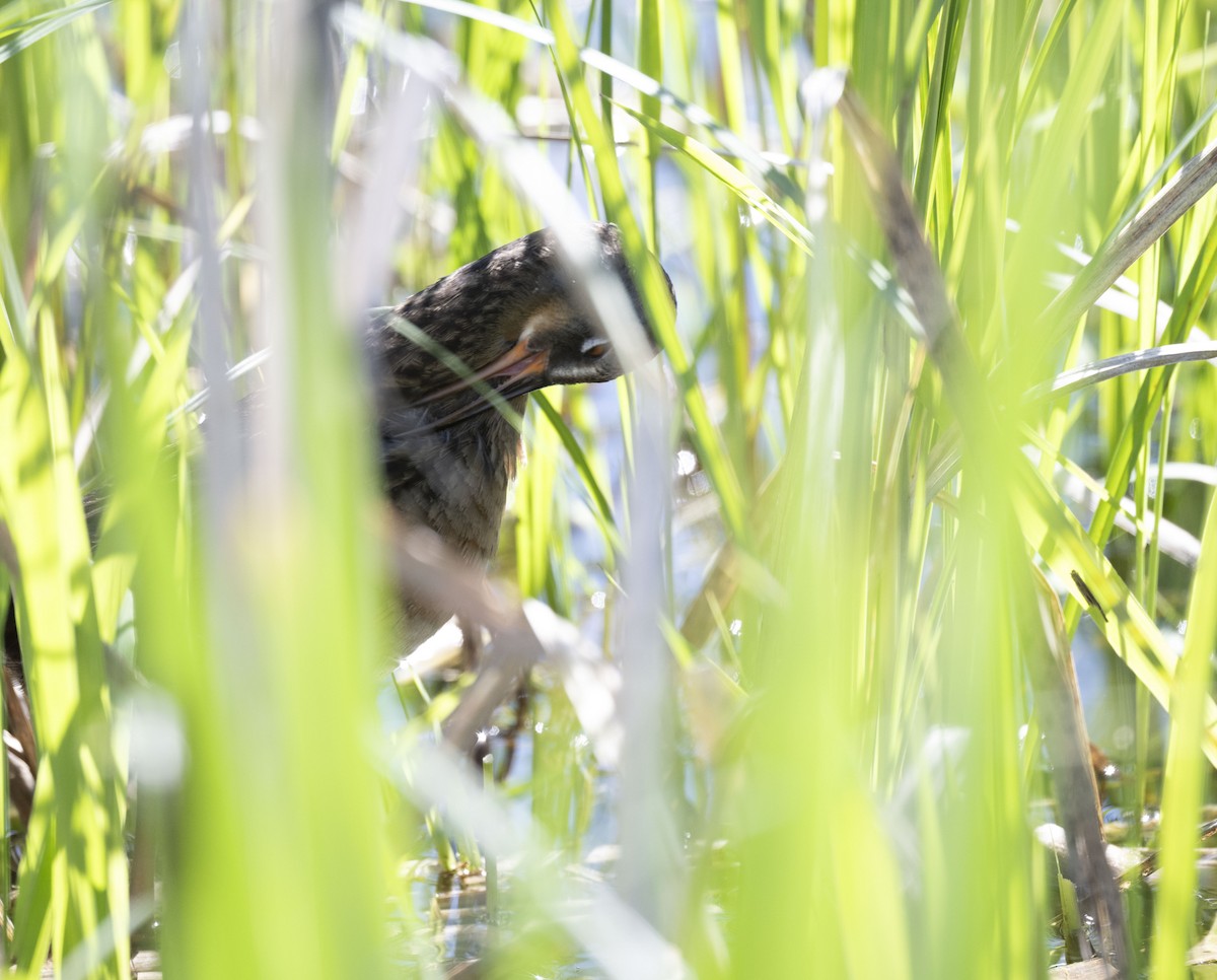 Virginia Rail - ML636569062