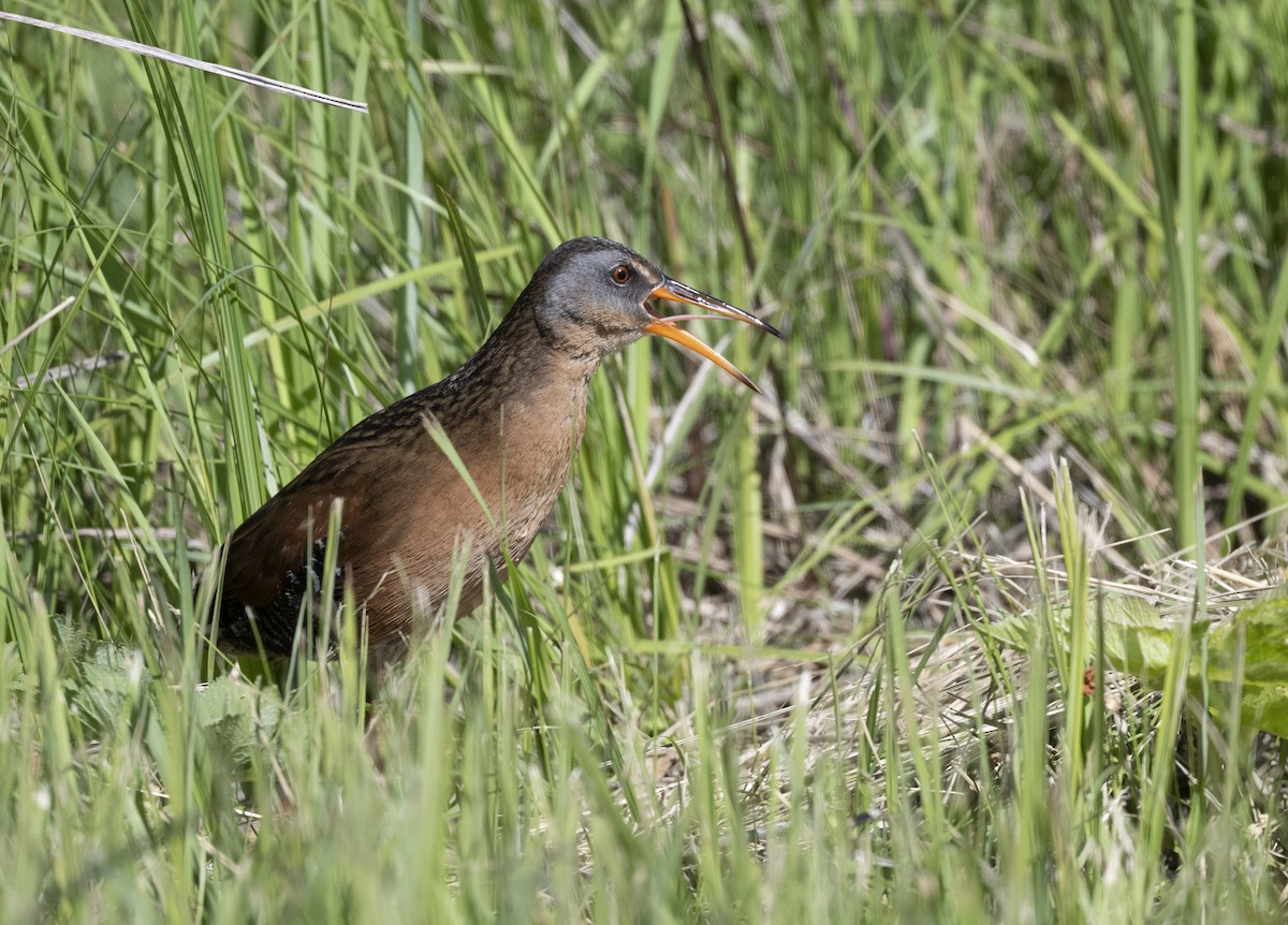 Virginia Rail - ML636569063