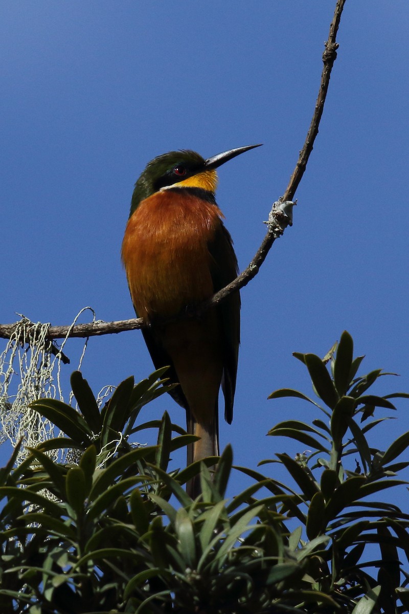 Cinnamon-chested Bee-eater - ML636569072