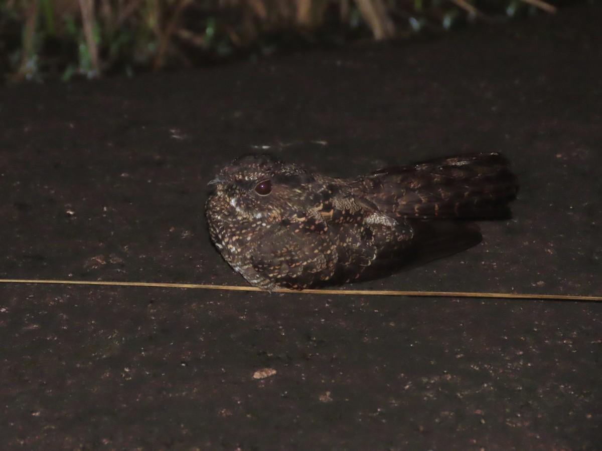 Blackish Nightjar - ML636569093