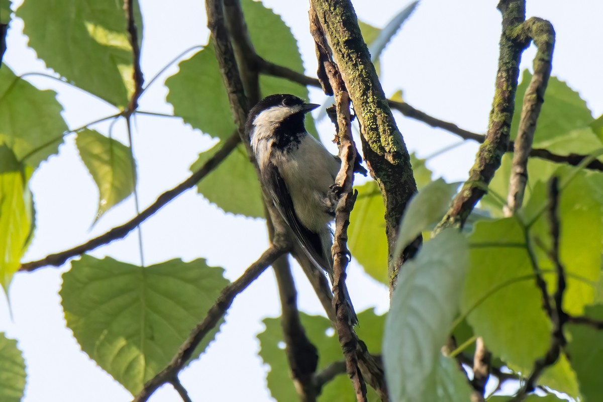 Black-capped Chickadee - ML636569095