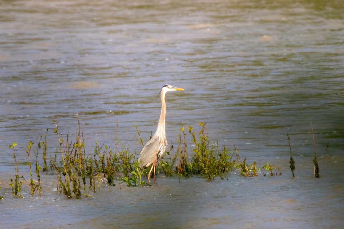 Great Blue Heron - ML636569135