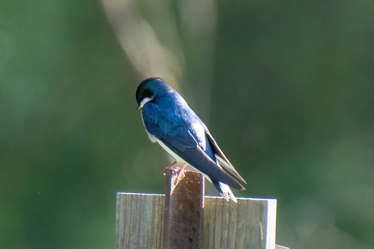 Tree Swallow - ML636569200