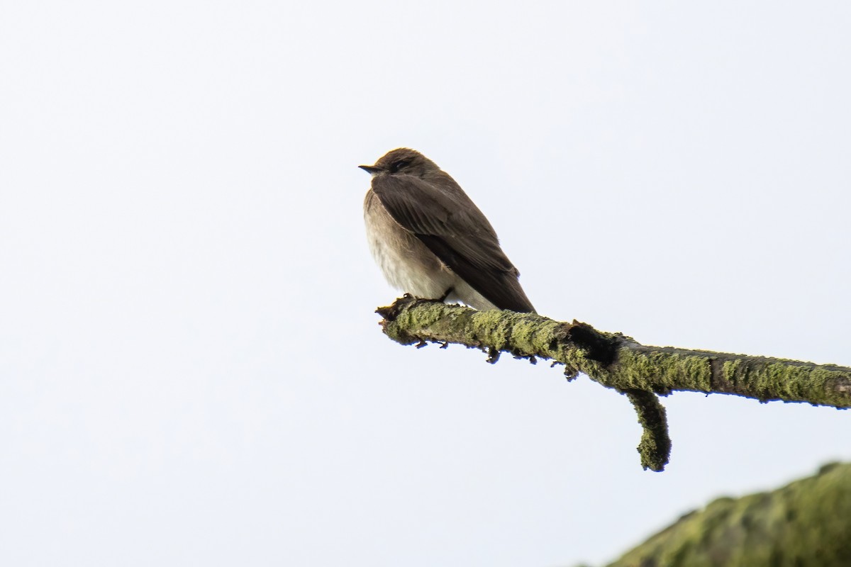 Northern Rough-winged Swallow - ML636569244