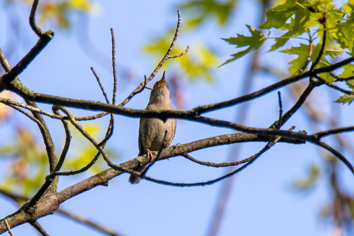Northern House Wren - ML636569290